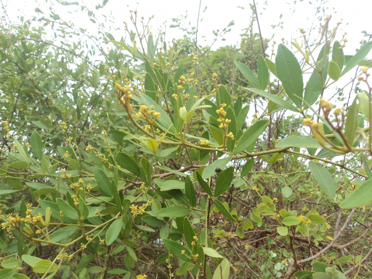 Zanthoxylum asiaticum (L.) Appelhans, Groppo & J.Wen